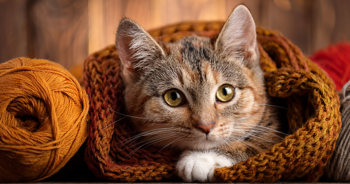 Katze gemütlich liegend in und neben Wolle